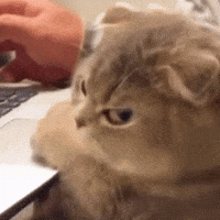 A gray cat gets petted while giving an annoyed side-eye.