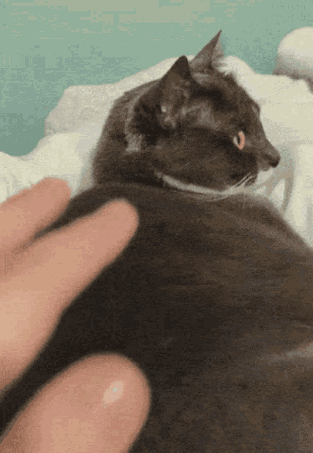 a person petting a black cat on a bed with white sheets