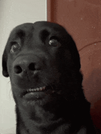 A black dog gives an uneasy, disgusted-looking stare.