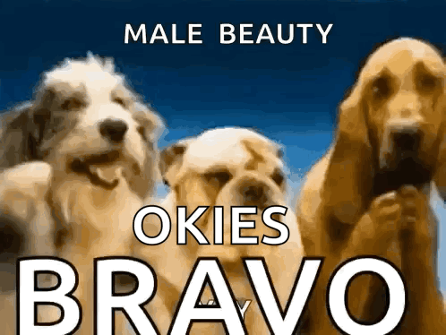 a poster for male beauty okies bravo with three dogs on it