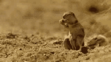 a prairie dog is standing on its hind legs on top of a dirt hill .