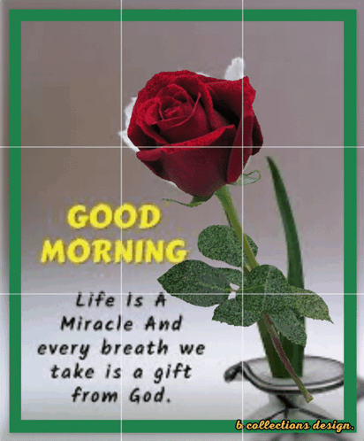 a picture of a red rose with a good morning message