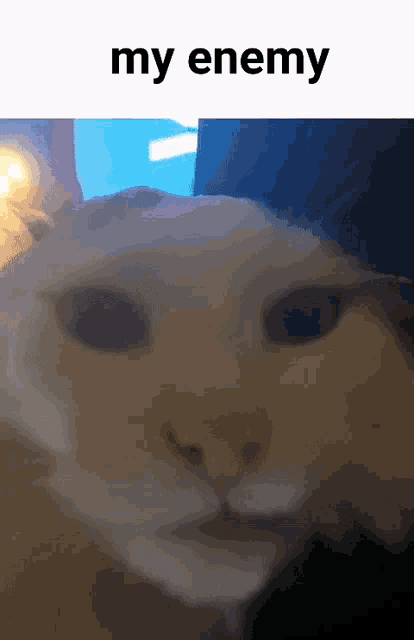 a close up of a cat 's face with the caption my enemy