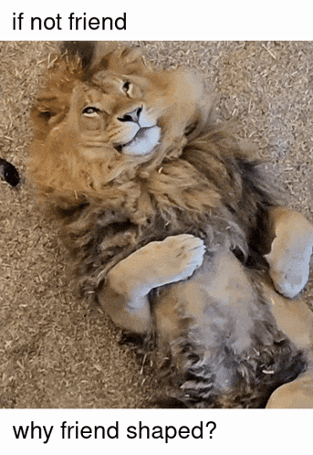 a lion cub laying on its back with a caption that says if not friend why friend shaped