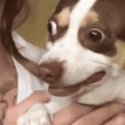 A small dog stares wide-eyed at the camera in a frightened reaction.