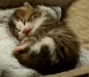 A kitten lies curled up with its eyes closed.