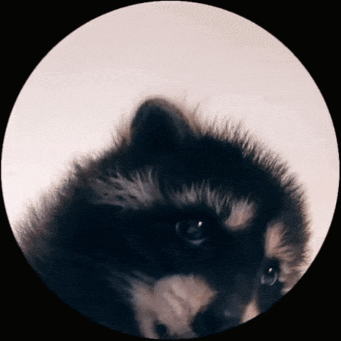A fluffy raccoon bobs and dances inside a circular frame.