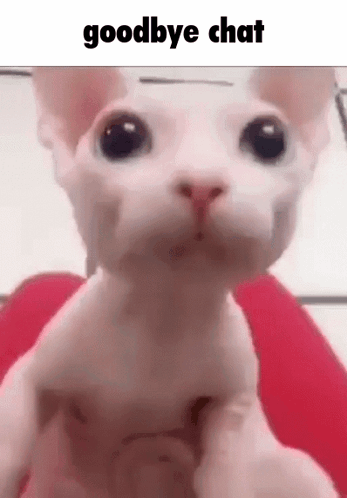 a close up of a white cat with the words `` goodbye chat '' written on it .