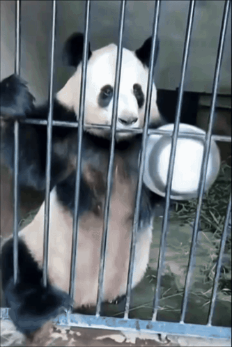 A panda clings to the bars of a cage, asking to be fed.