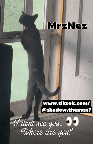 a cat is standing on its hind legs in front of a door