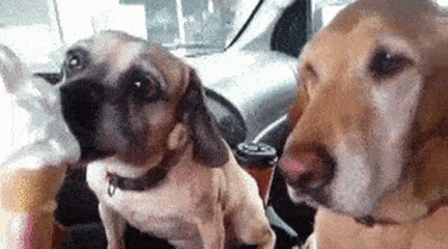 two dogs are sitting in the back seat of a car looking at something .