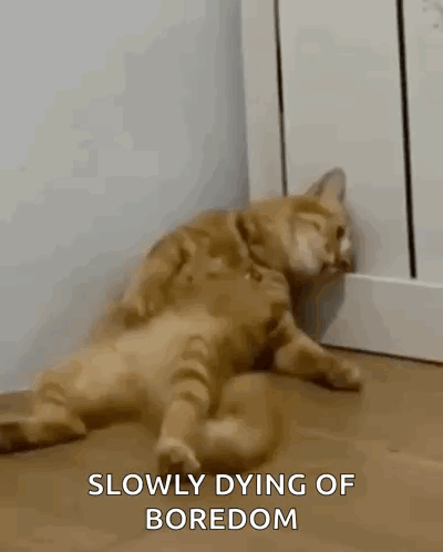 An orange cat lies limp on the floor, captioned “SLOWLY DYING OF BOREDOM.”
