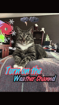 a cat is laying on a bed with the words turn on the weather channel