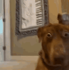 A wide-eyed dog peeks around a doorway in surprise.