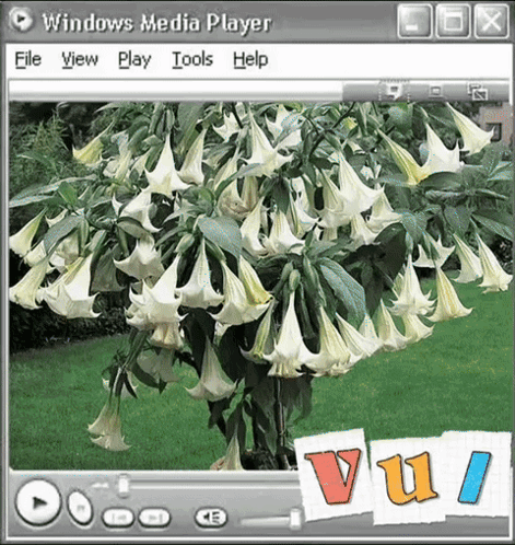 a windows media player open to a picture of a tree with white flowers