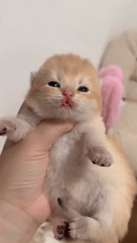 a person is holding a small kitten with a pink ear