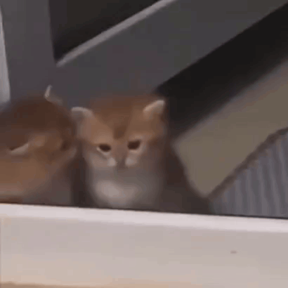 A small kitten peers over a ledge with an angry stare.