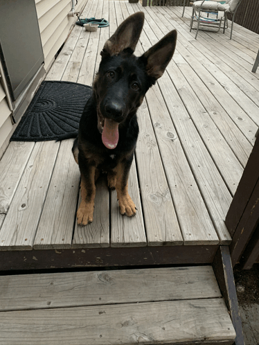 a dog sitting on a wooden deck with its tongue out