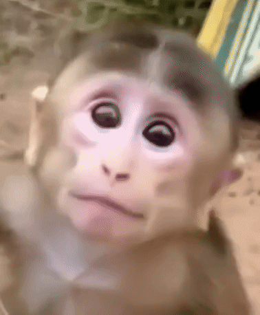 A small monkey stares with a wide, unsettling smile.