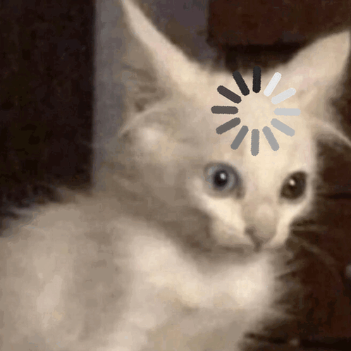 A white kitten stares while a loading spinner overlays its forehead.