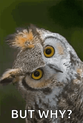 An owl tilts its head beside the caption “BUT WHY?”