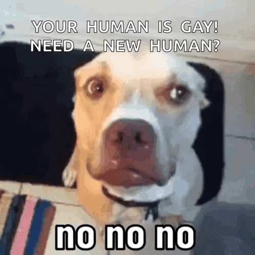 A dog faces the camera under text asking “YOUR HUMAN IS GAY? NEED A NEW HUMAN?” and “no no no.”