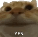 A blurry cat nods with the word “YES.”