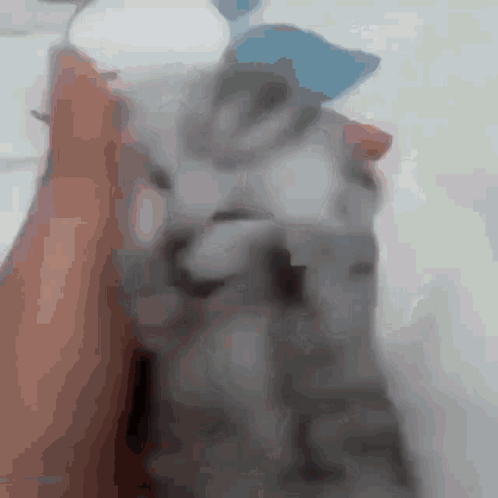 A gray cat is held up with its paws near its head in a distressed reaction.