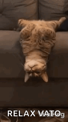 A fluffy cat hangs upside down with the caption “RELAX YATOG.”
