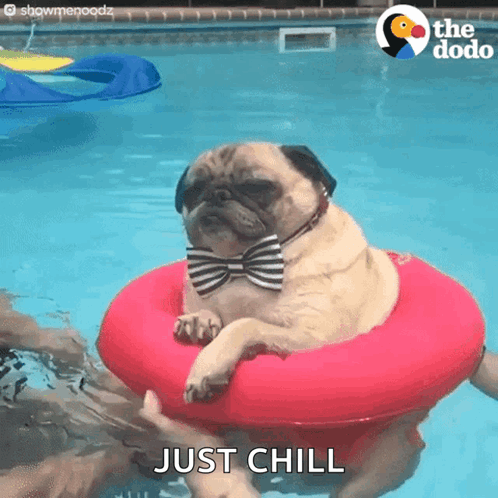 A pug in a bow tie floats peacefully in a pink pool ring.
