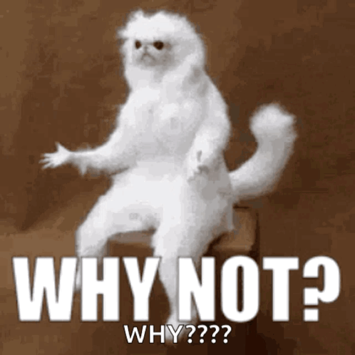 a white cat is sitting on a box with the words " why not " written on it