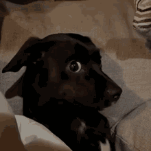 A black dog gives a suspicious sideways stare.