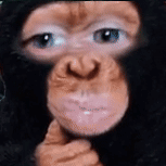 A chimpanzee-like face filter stares toward the camera.
