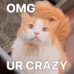 A fluffy orange-and-white cat stares forward beside the caption “OMG UR CRAZY.”