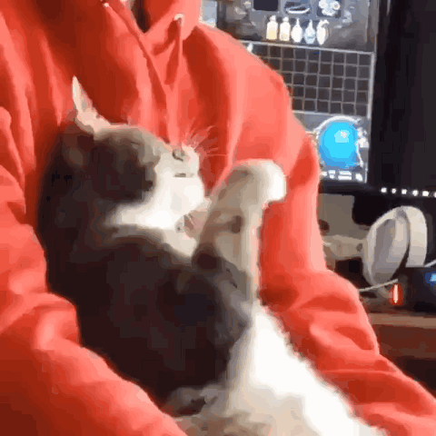 a cat is laying on a person 's lap