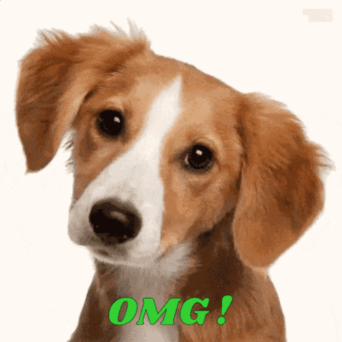 A puppy looks up with green “OMG!” lettering.