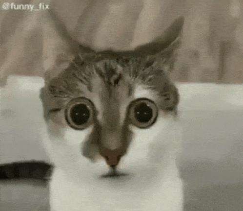 A cat with huge round eyes stares straight ahead in alarm.
