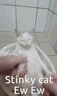a white cat is being bathed by a person in a tub .