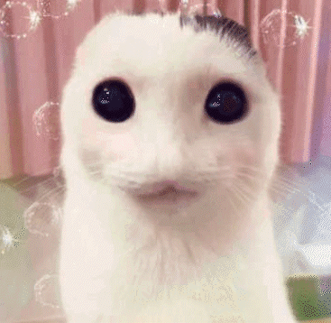 a close up of a white cat 's face with bubbles behind it