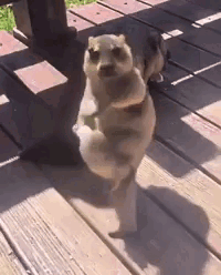 A small animal stands upright and dances on a sunlit wooden deck.