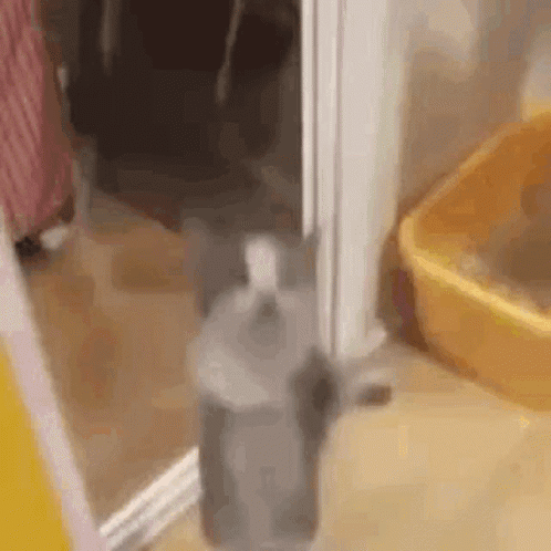 A blurry gray cat stands upright in a hallway.