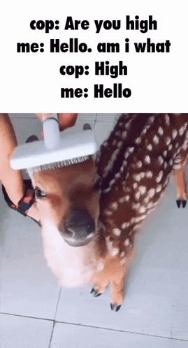 a dog is being brushed by a person with a brush on its head