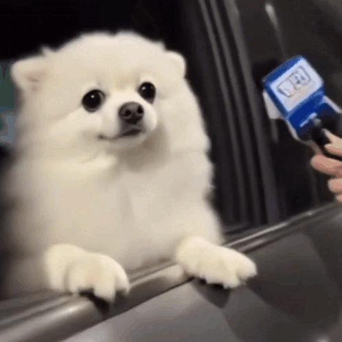 A fluffy white dog rests its paws on a counter while a microphone is held toward it.