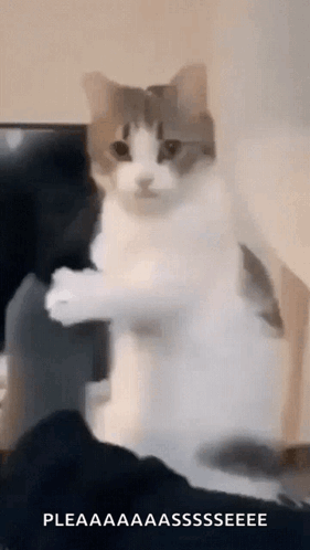 A cat stands upright and reaches forward with both paws.