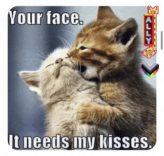 two kittens hugging and kissing with the caption your face it needs my kisses
