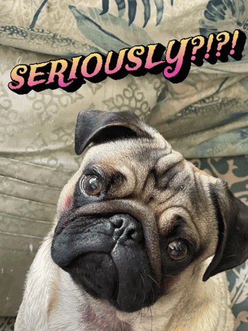 A pug tilts its head under a “SERIOUSLY?!?!” caption.