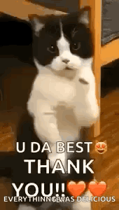 A black-and-white cat dances beside the caption “U DA BEST / THANK YOU.”