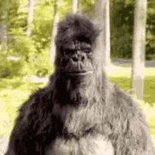 A gorilla sits upright outdoors and looks directly ahead.