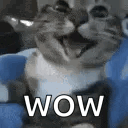 A blurry gray cat in a blue shirt stares in surprise beneath “WOW.”