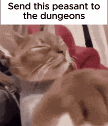 a cat is laying on a person 's lap with a message that says send this peasant to the dungeons .